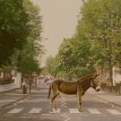 Cu măgarul pe Abbey Road